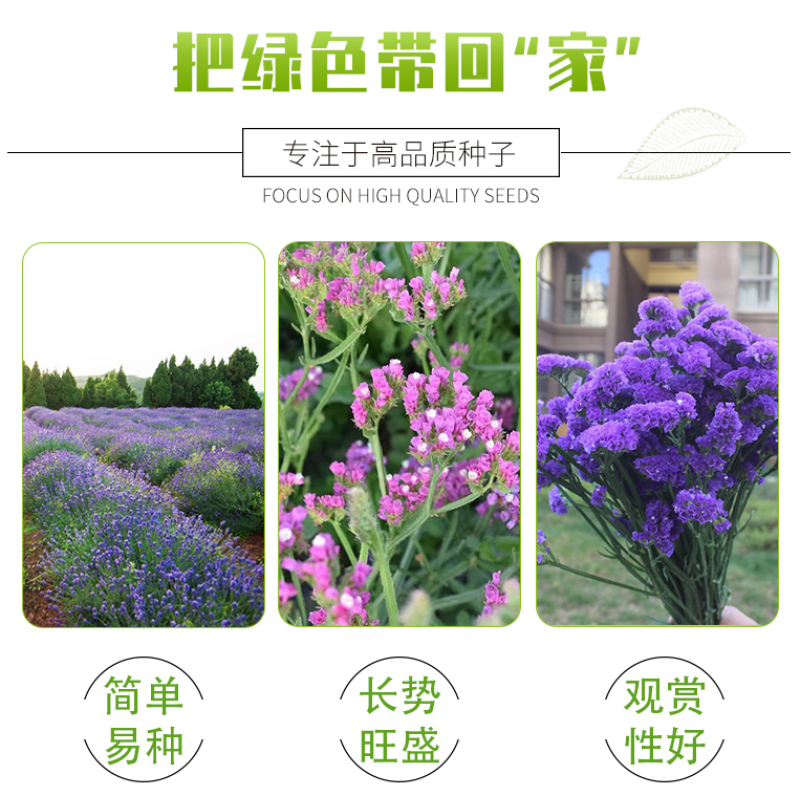 勿忘我花种子宿根多年生花卉勿忘草种籽耐寒四季开花盆栽