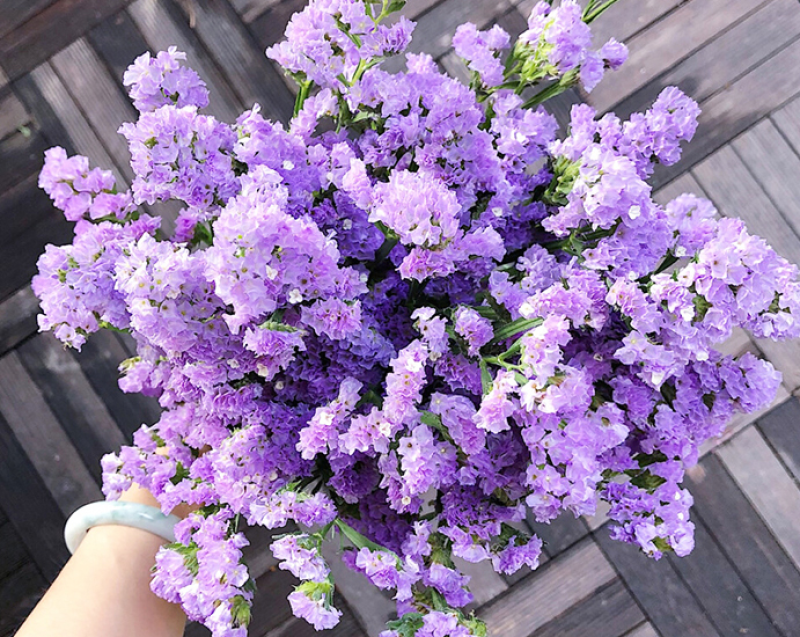 勿忘我花种子宿根多年生花卉勿忘草种籽耐寒四季开花盆栽
