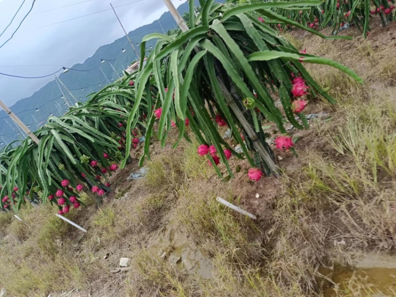 红心火龙果代办