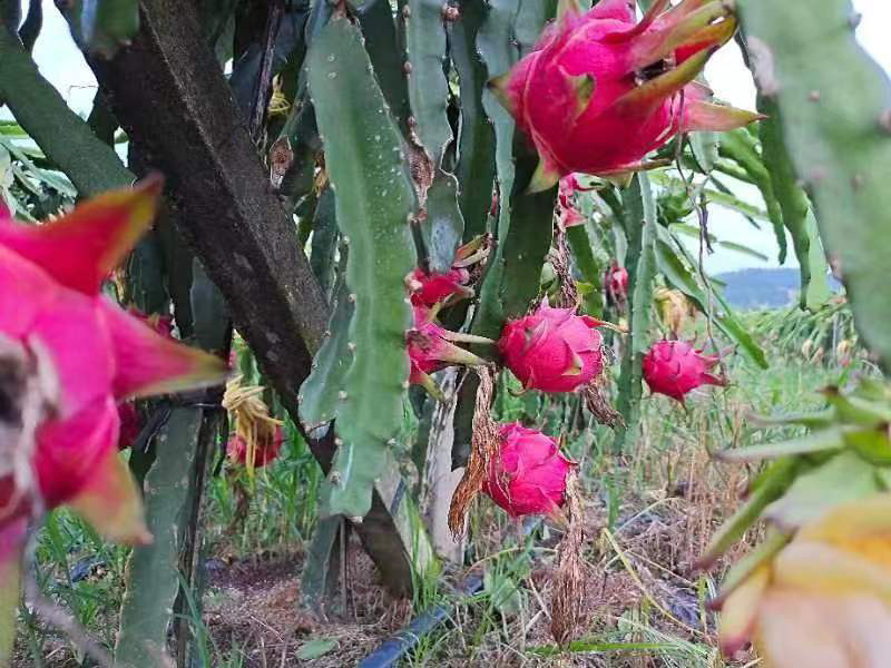 红心火龙果代办
