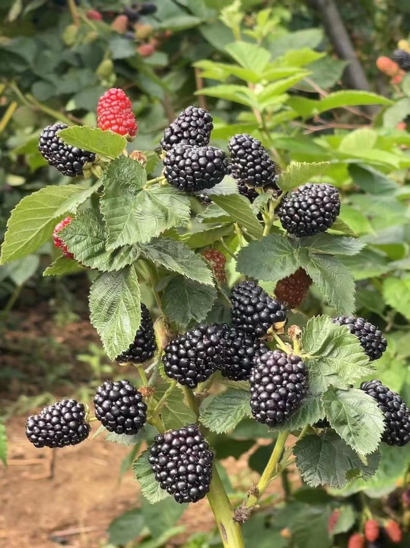 双季高产优质一代黑莓苗是风靡全球的第三代水果生命之源