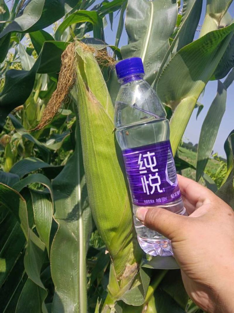 万糯两千，京科糯