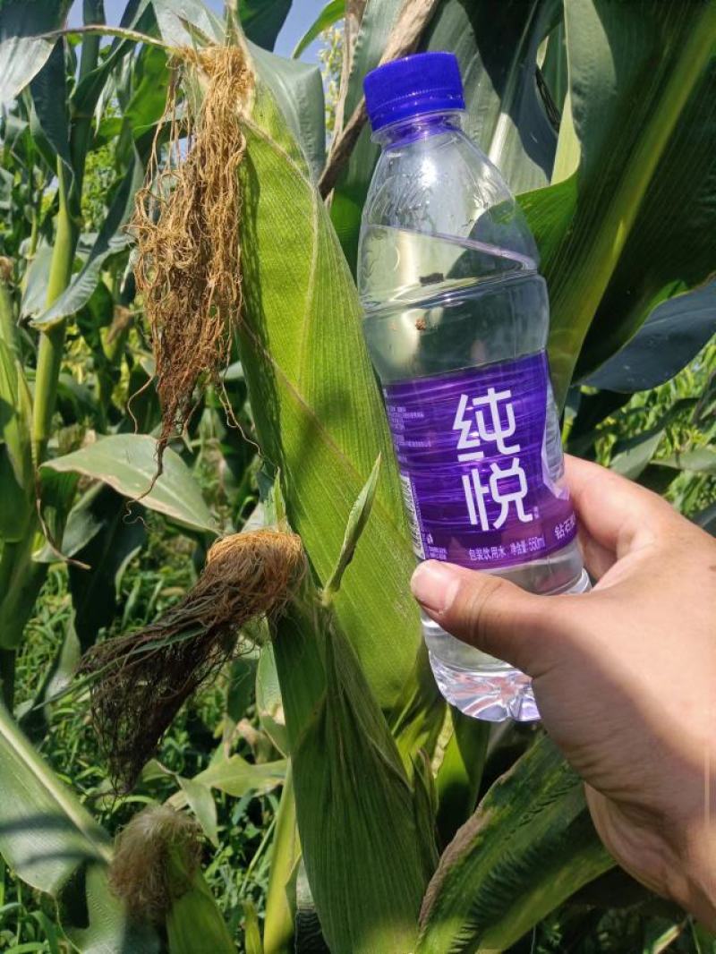 万糯两千，京科糯