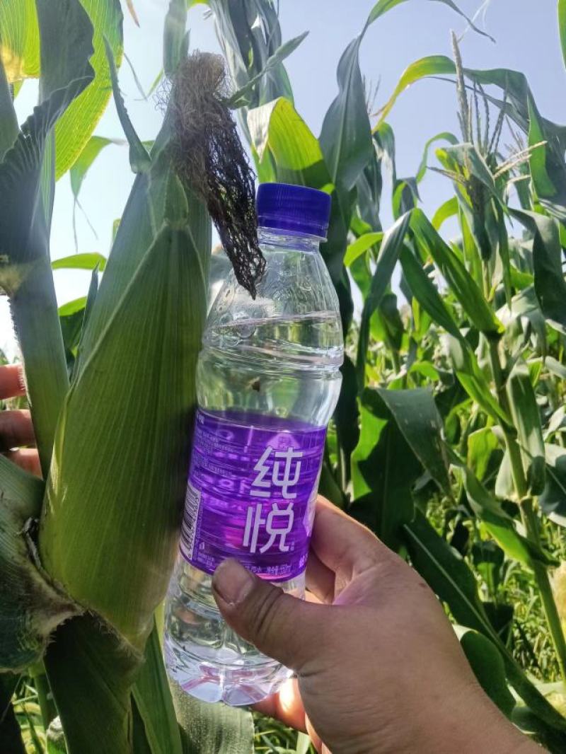 万糯两千，京科糯
