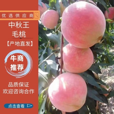陕西毛桃纸袋毛桃，金秋红密桃，大荔纸袋毛桃金秋红密桃毛桃