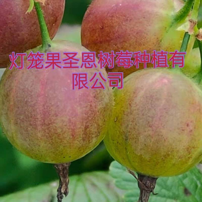 【基地直发】精品加拿大1号灯笼果苗常年批发高产特大果实价低