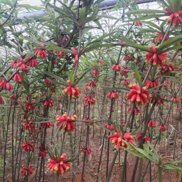 红花黄精种子，黄精籽，2斤包邮，可以预订