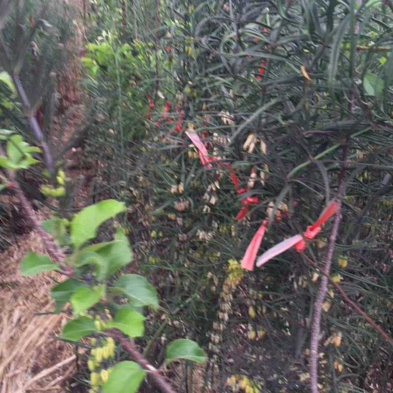 红花黄精种子，黄精籽，2斤包邮，可以预订
