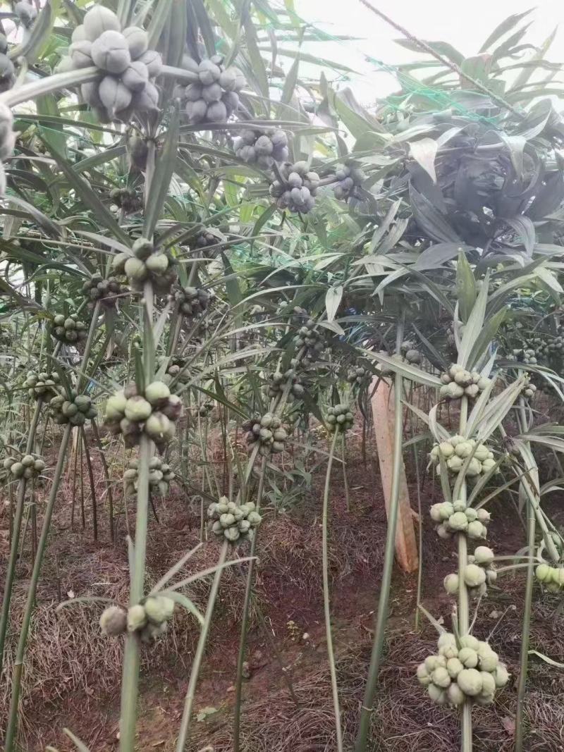 红花黄精种子，黄精籽，2斤包邮，可以预订