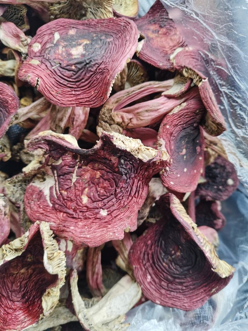 红菇开菇，紫面蓝底，1斤包邮