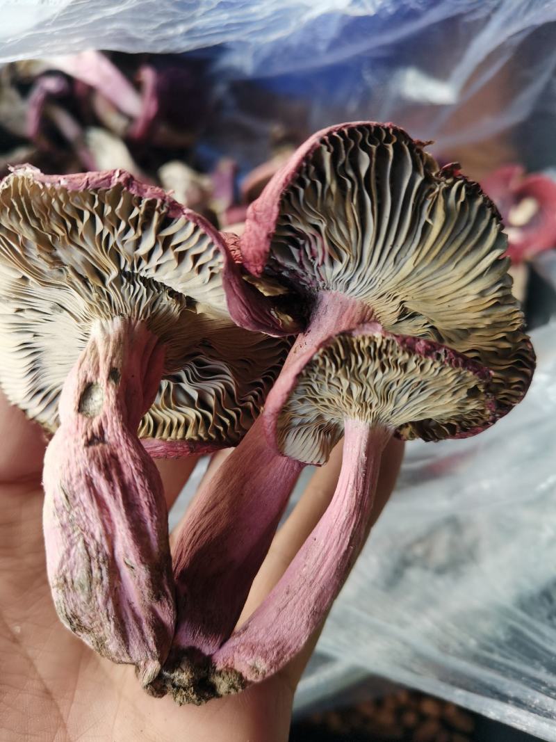 红菇开菇，紫面蓝底，1斤包邮
