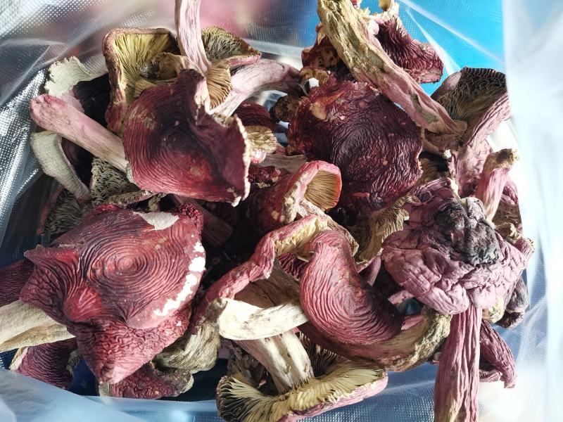 红菇开菇，紫面蓝底，1斤包邮