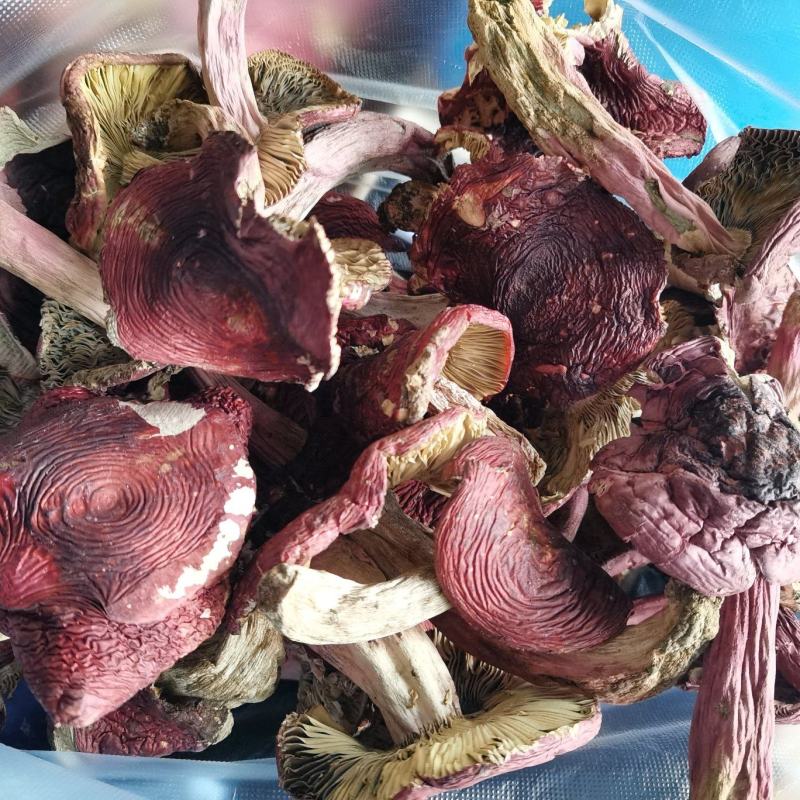 红菇开菇，紫面蓝底，1斤包邮