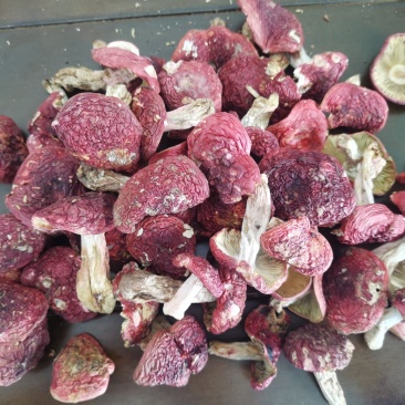 红菇，标菇，1斤包邮