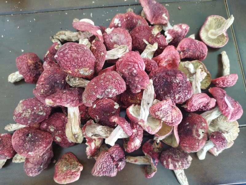 红菇，标菇，1斤包邮