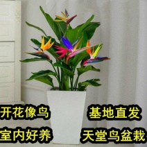 天堂鸟盆栽客厅室内好养大型花卉绿植办公室轻奢绿色植物鹤望