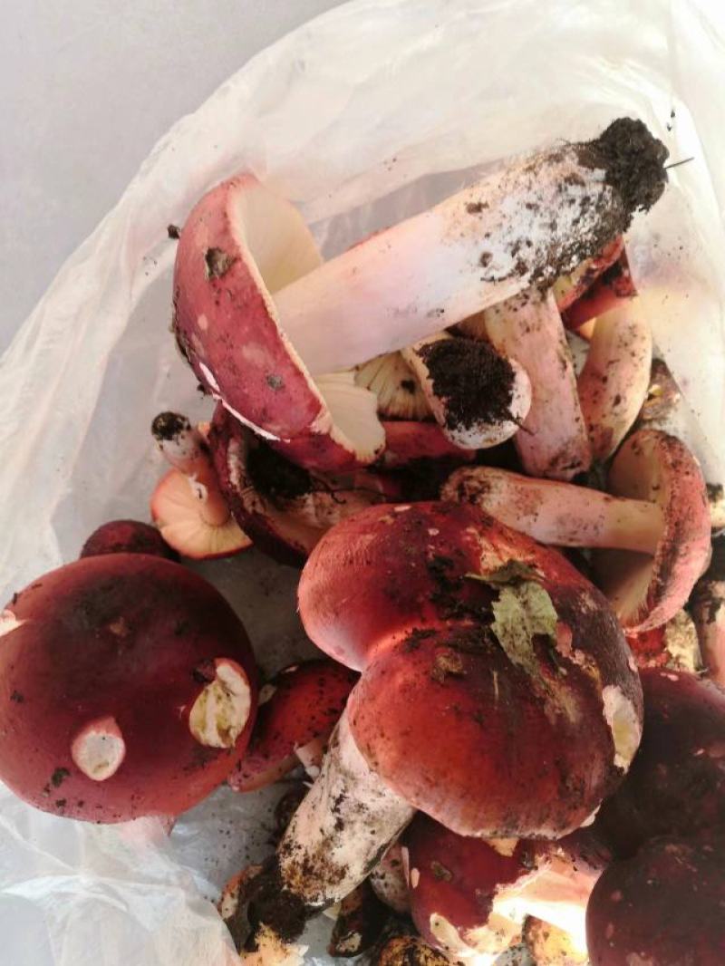菇丁，红菇菇丁。1斤包邮