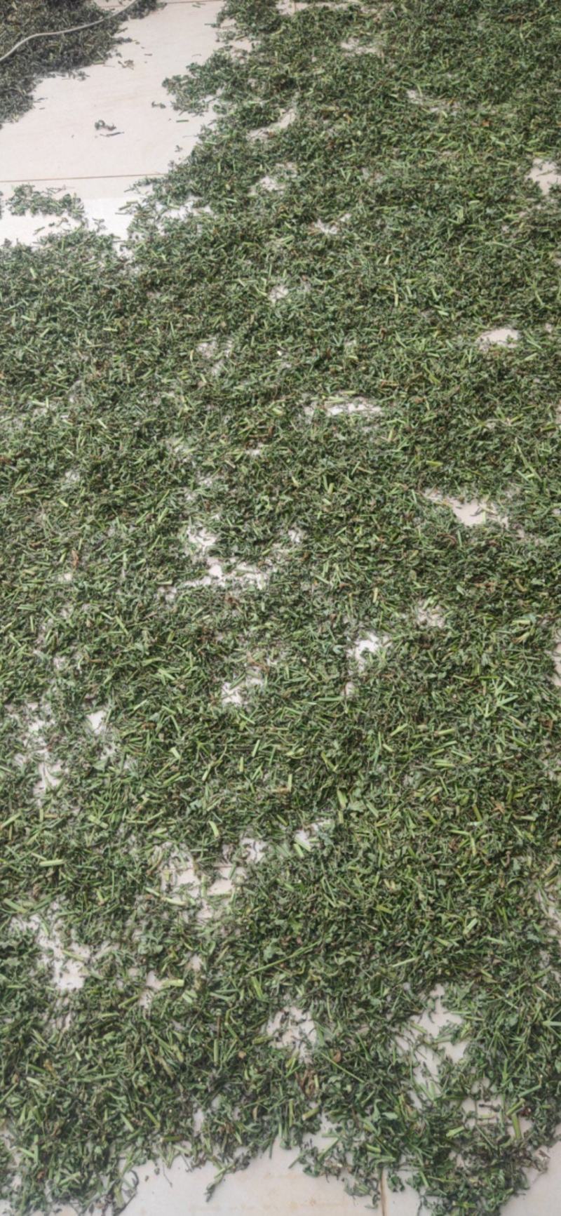 中药材馬鞭草