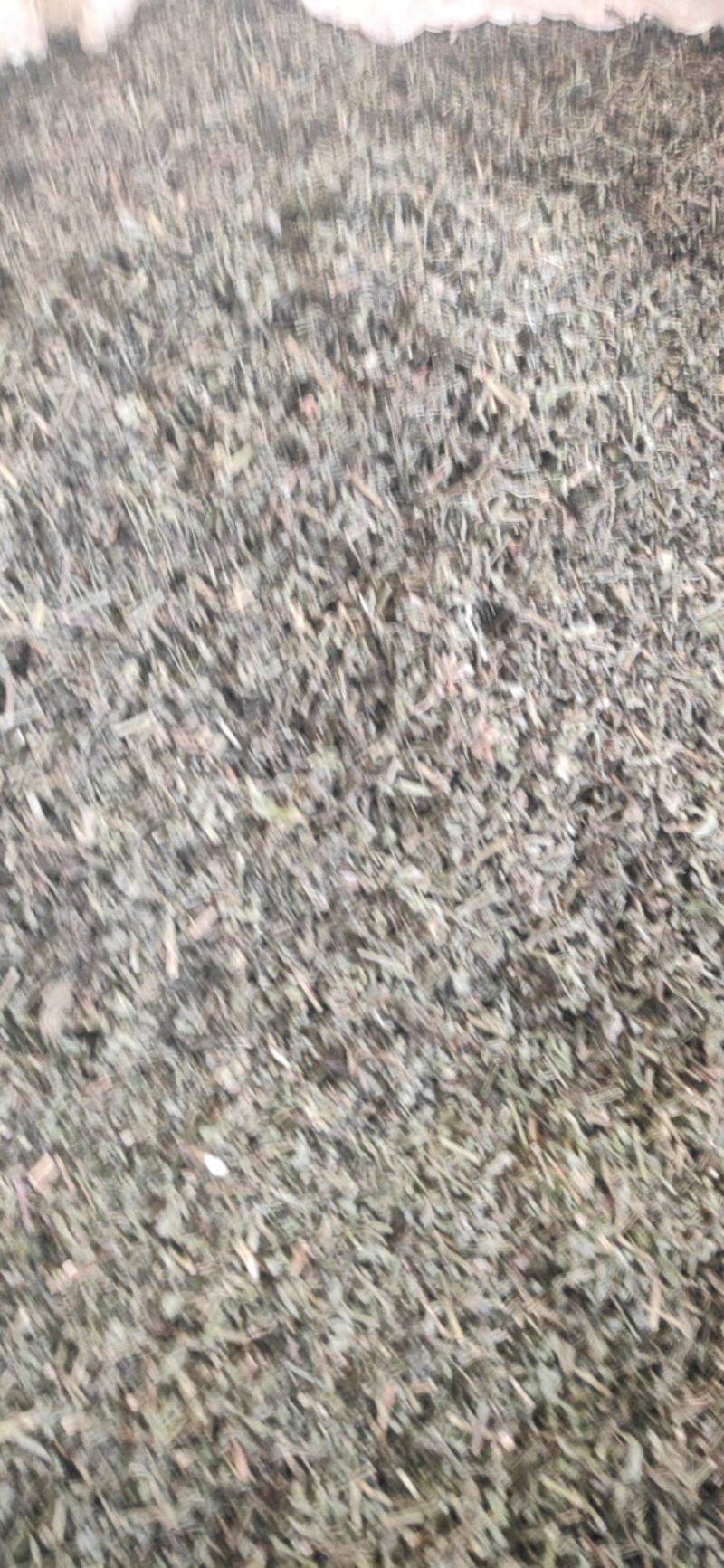 中药材馬鞭草