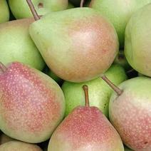 【山西基地】七月红梨大量上市口感好脆甜货源充足全国发货
