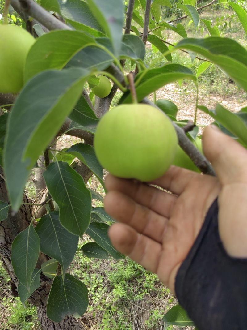 【货源充足】山西丹霞红梨大量上市品质保证一手货源量大优惠