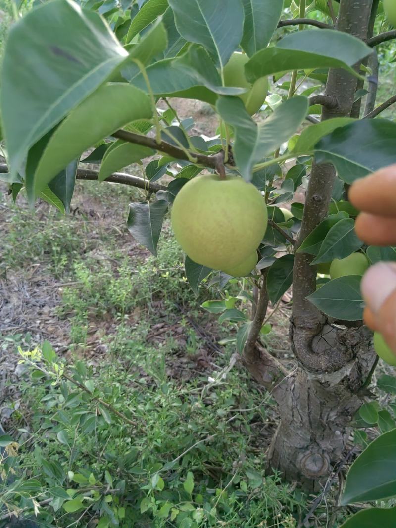 【货源充足】山西丹霞红梨大量上市品质保证一手货源量大优惠