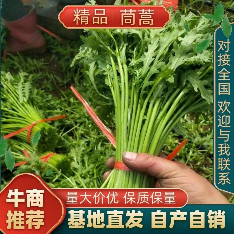 张北精品茼蒿、300亩基地直发。代发车一条龙服务。