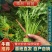 张北精品茼蒿基地直发质量有保证、全国代发车。