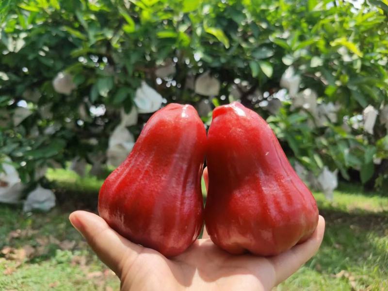 黑金刚莲雾蜜风铃3斤5斤顺丰包邮一件代发