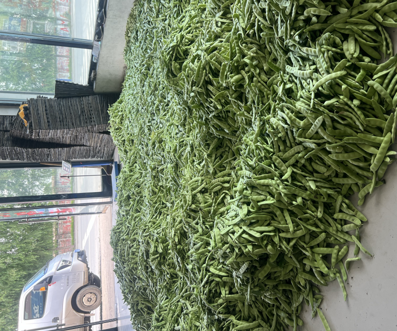 精大油豆