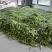 精大油豆