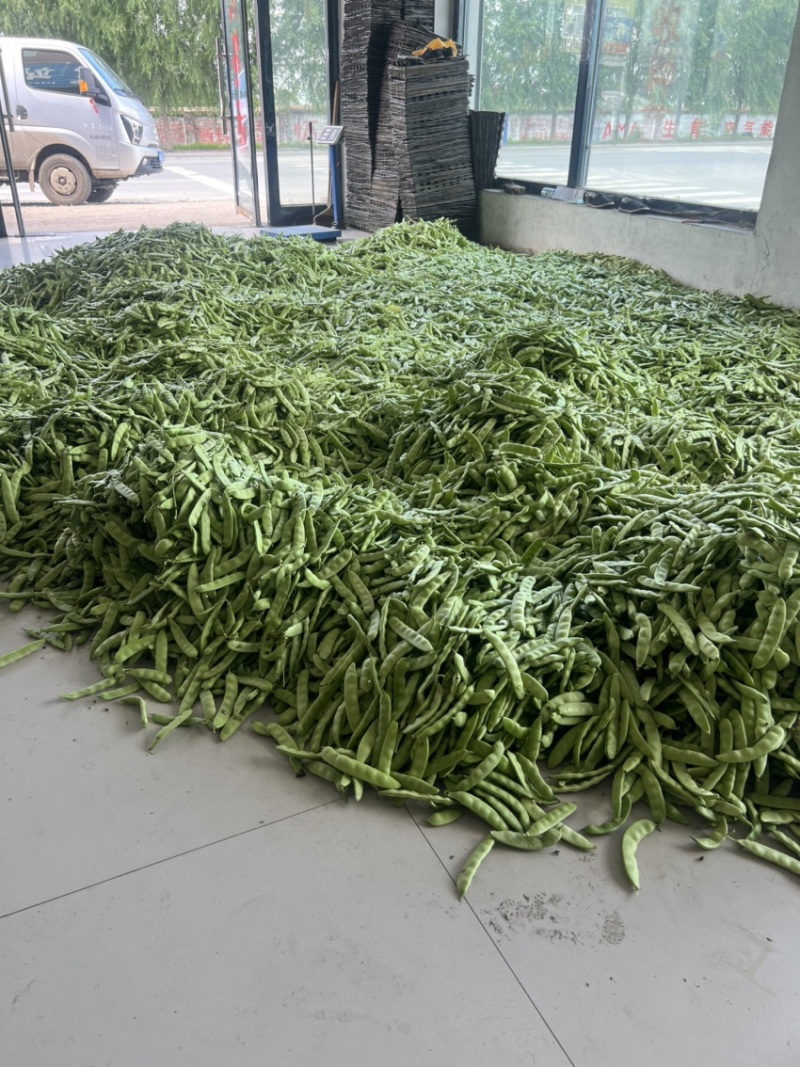 精大油豆
