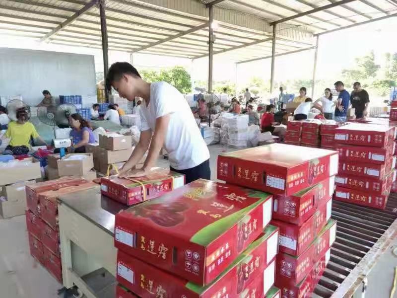 黑金刚莲雾蜜风铃3斤5斤顺丰包邮一件代发