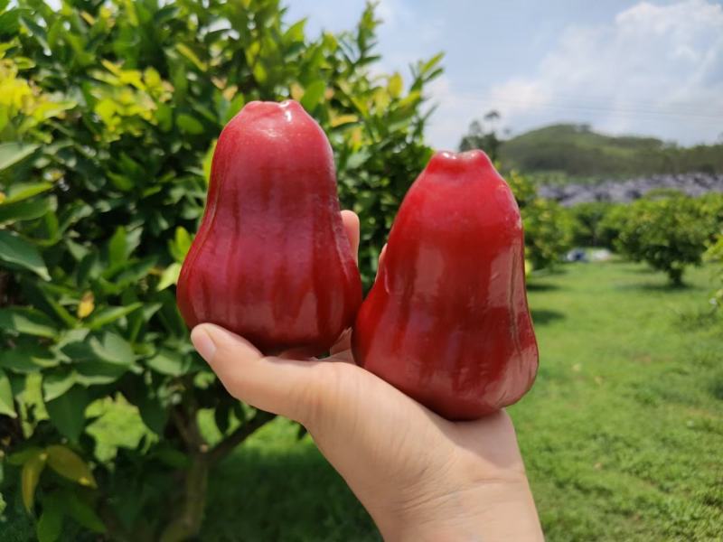 黑金刚莲雾蜜风铃3斤5斤顺丰包邮一件代发