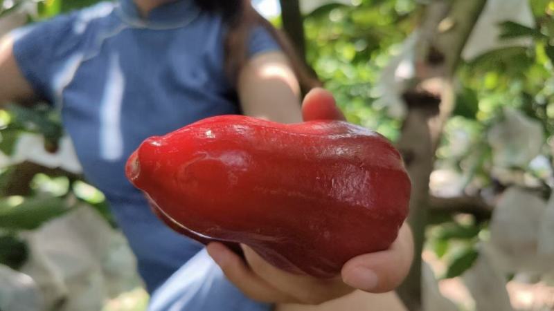 黑金刚莲雾蜜风铃3斤5斤顺丰包邮一件代发