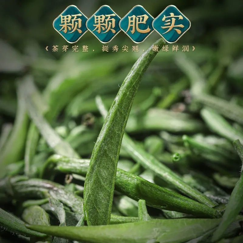 【现货批发】湄潭雀舌春茶绿茶叶2024新茶头采嫩芽浓香型