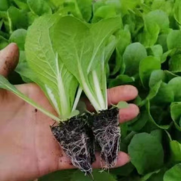 【白菜苗】抗病性强成活率99.982%量大从优