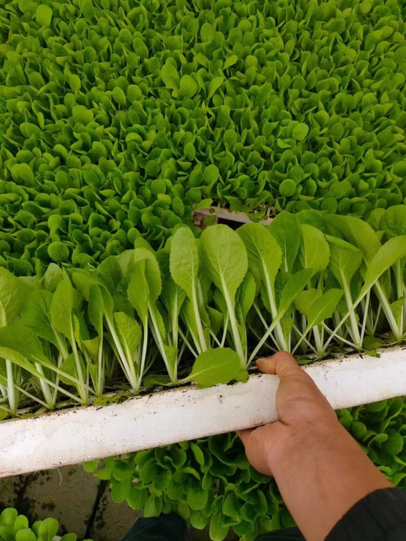 【白菜苗】抗病性强成活率99.982%量大从优
