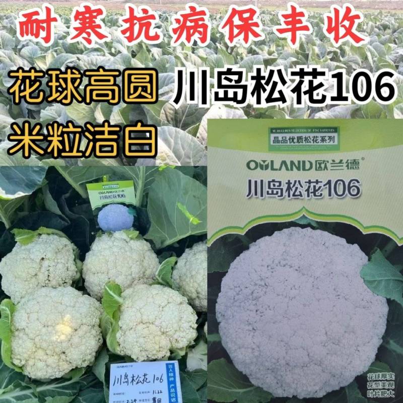川岛松花106松花菜种子欧兰德耐寒越冬小米粒晚熟春秋