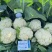 川岛松花106松花菜种子欧兰德耐寒越冬小米粒晚熟春秋
