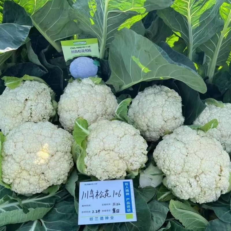 川岛松花106松花菜种子欧兰德耐寒越冬小米粒晚熟春秋