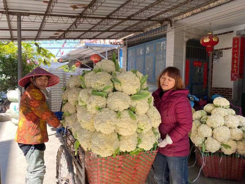 川岛松花106松花菜种子欧兰德耐寒越冬小米粒晚熟春秋