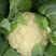 川岛松花106松花菜种子欧兰德耐寒越冬小米粒晚熟春秋