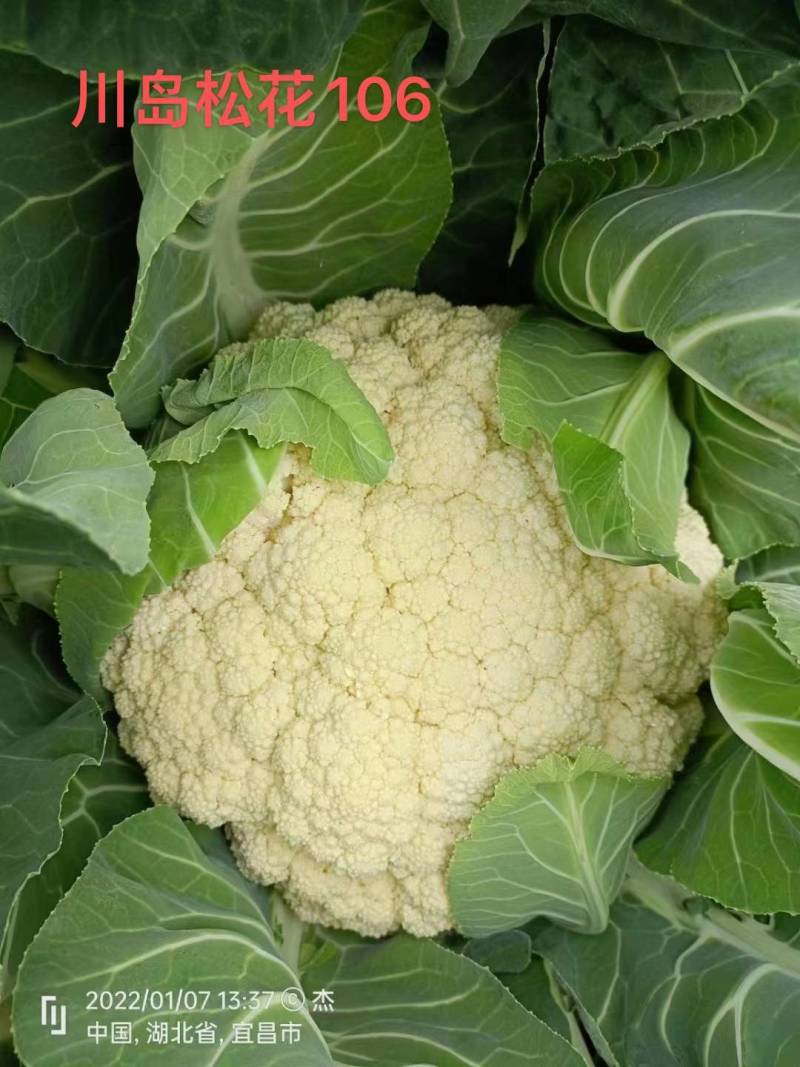 川岛松花106松花菜种子欧兰德耐寒越冬小米粒晚熟春秋