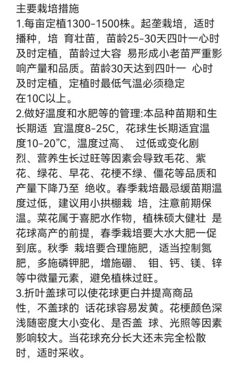 川岛松花106松花菜种子欧兰德耐寒越冬小米粒晚熟春秋