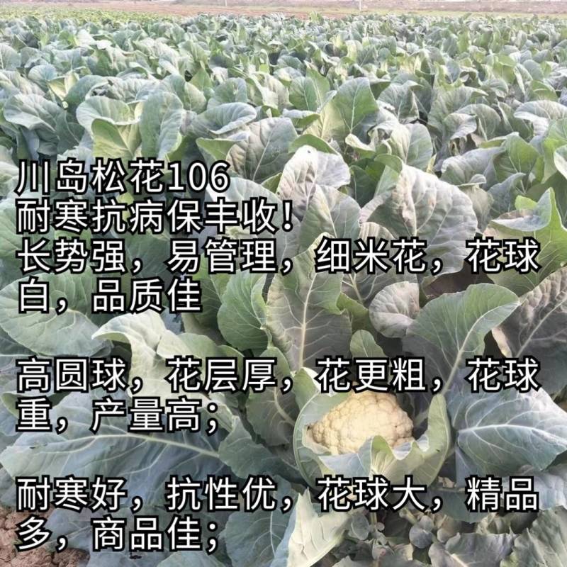 川岛松花106松花菜种子欧兰德耐寒越冬小米粒晚熟春秋