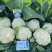 川岛松花106松花菜种子欧兰德耐寒越冬小米粒晚熟春秋