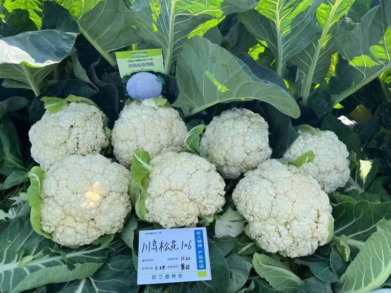 川岛松花106松花菜种子欧兰德耐寒越冬小米粒晚熟春秋
