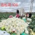 川岛松花106松花菜种子欧兰德耐寒越冬小米粒晚熟春秋