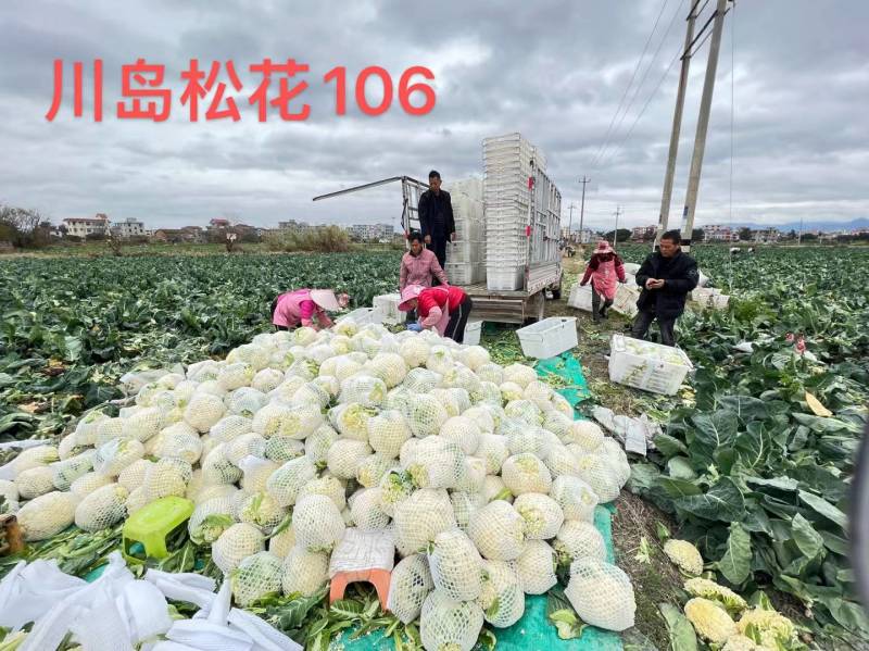 川岛松花106松花菜种子欧兰德耐寒越冬小米粒晚熟春秋